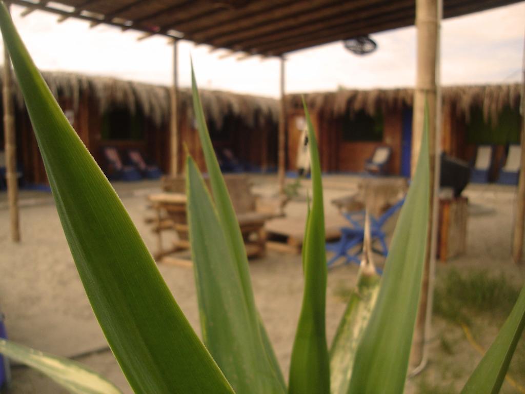 Psygon Surf Camp Hostel Mancora Exterior photo